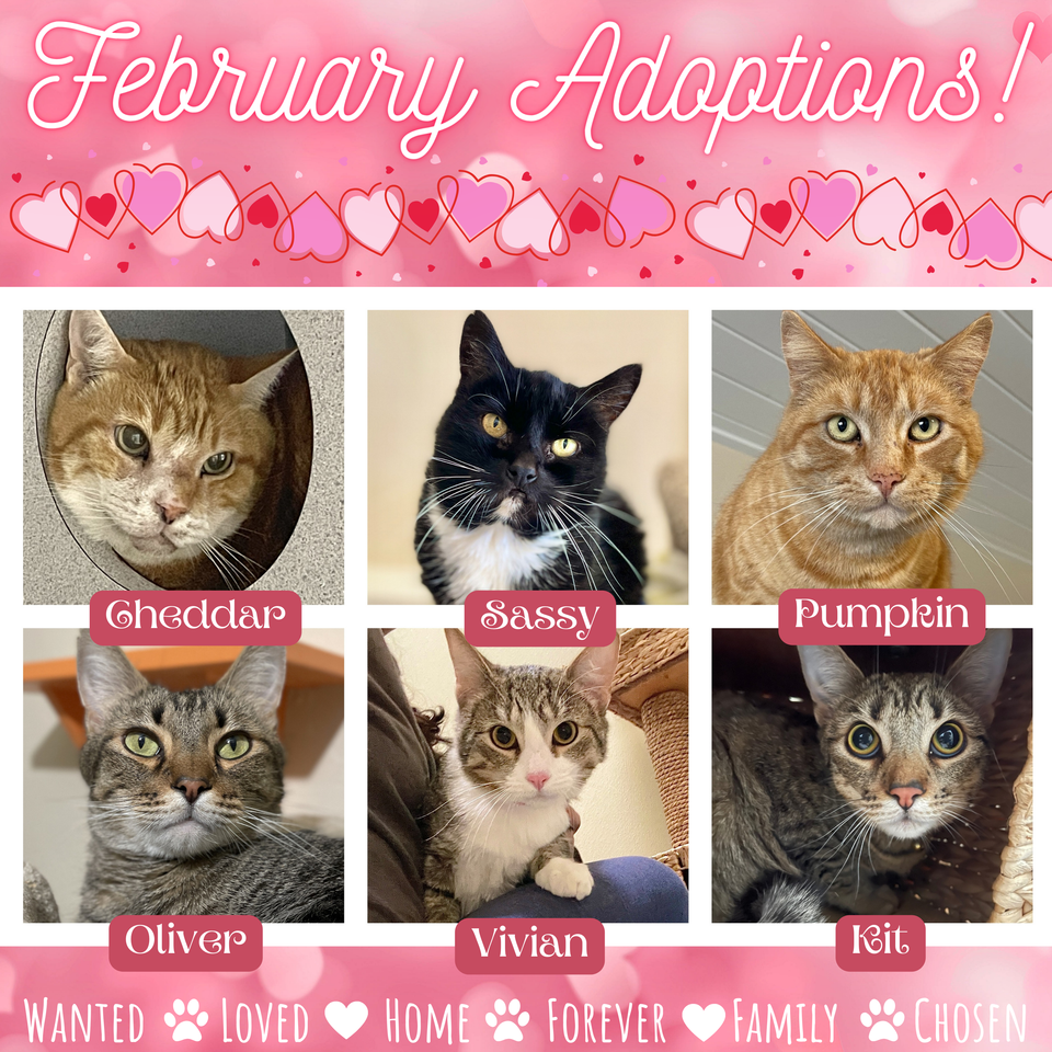 February adoptions