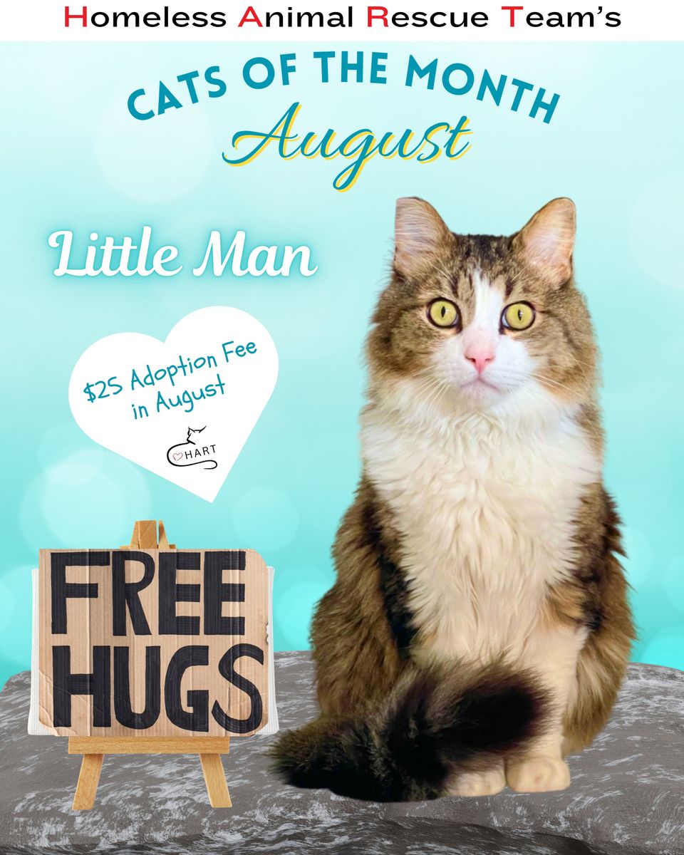 August cat of the month little man