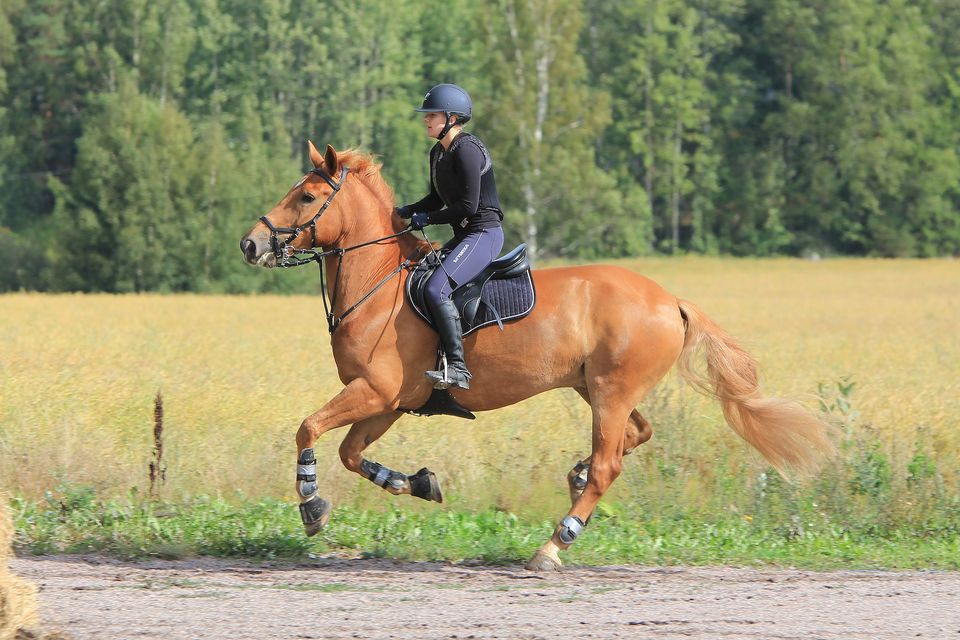 horse riding lessons