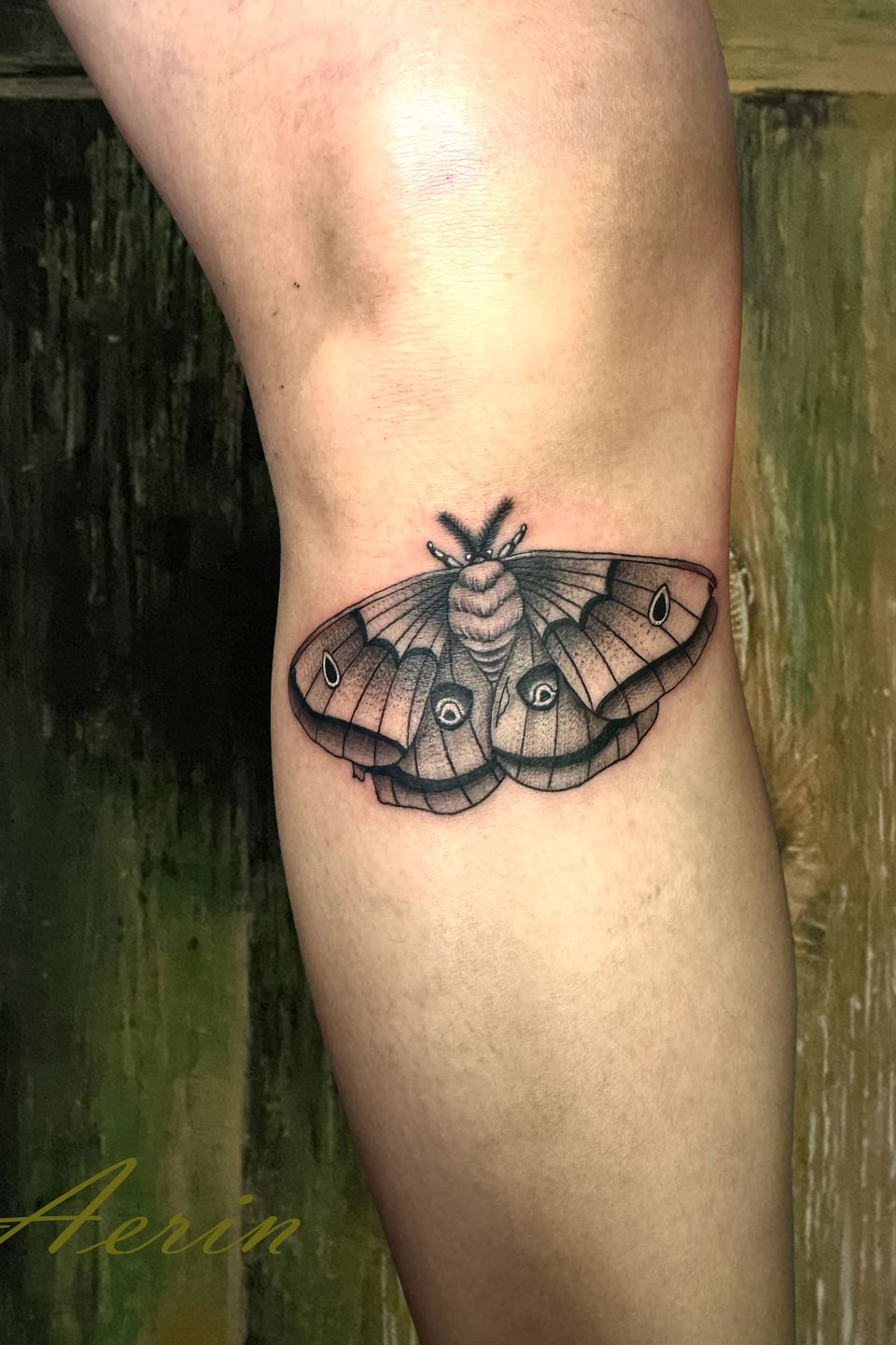 Aerin moth