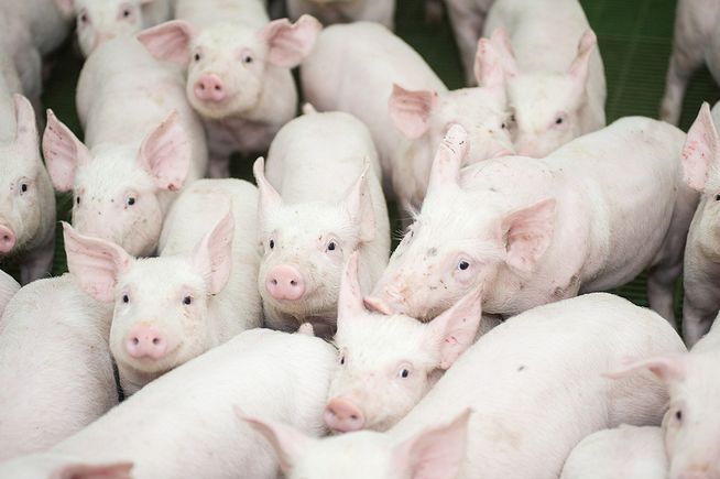 Bigstock pig factory farming is a subse 371760727