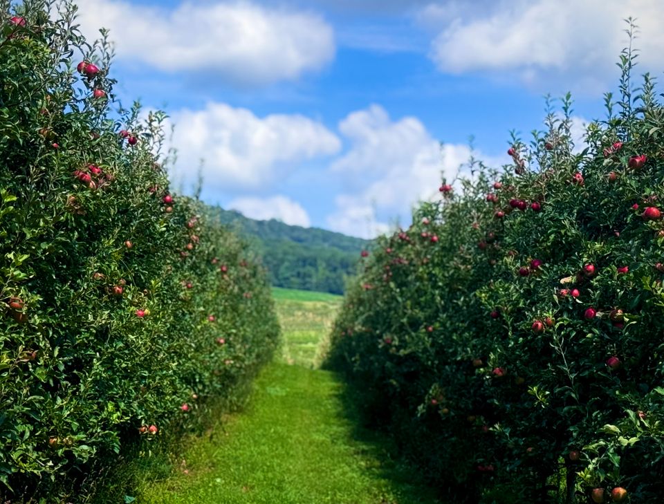 Blue Ridge foothill orchard – the mid-Atlantic terroir behind Heavy Branch Cider.