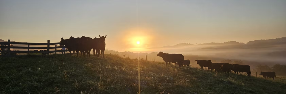 Homepg cattle