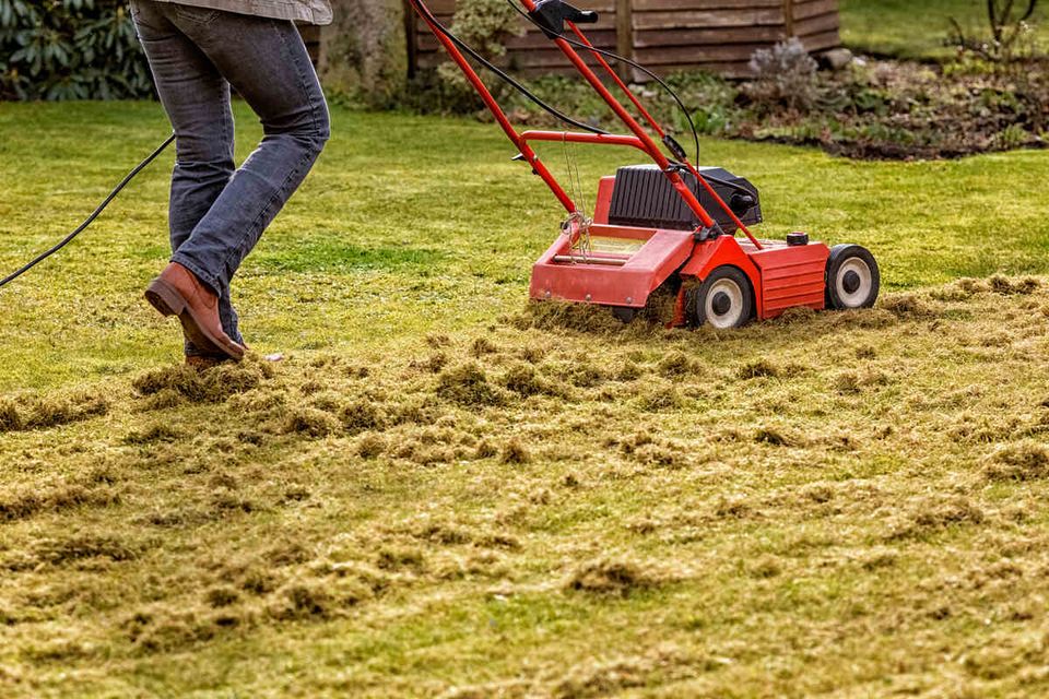Dethatching lawn