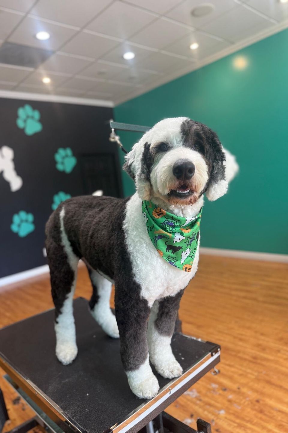 Woofsp6