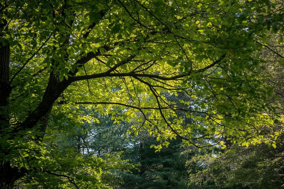 Rocky hill  ct trees