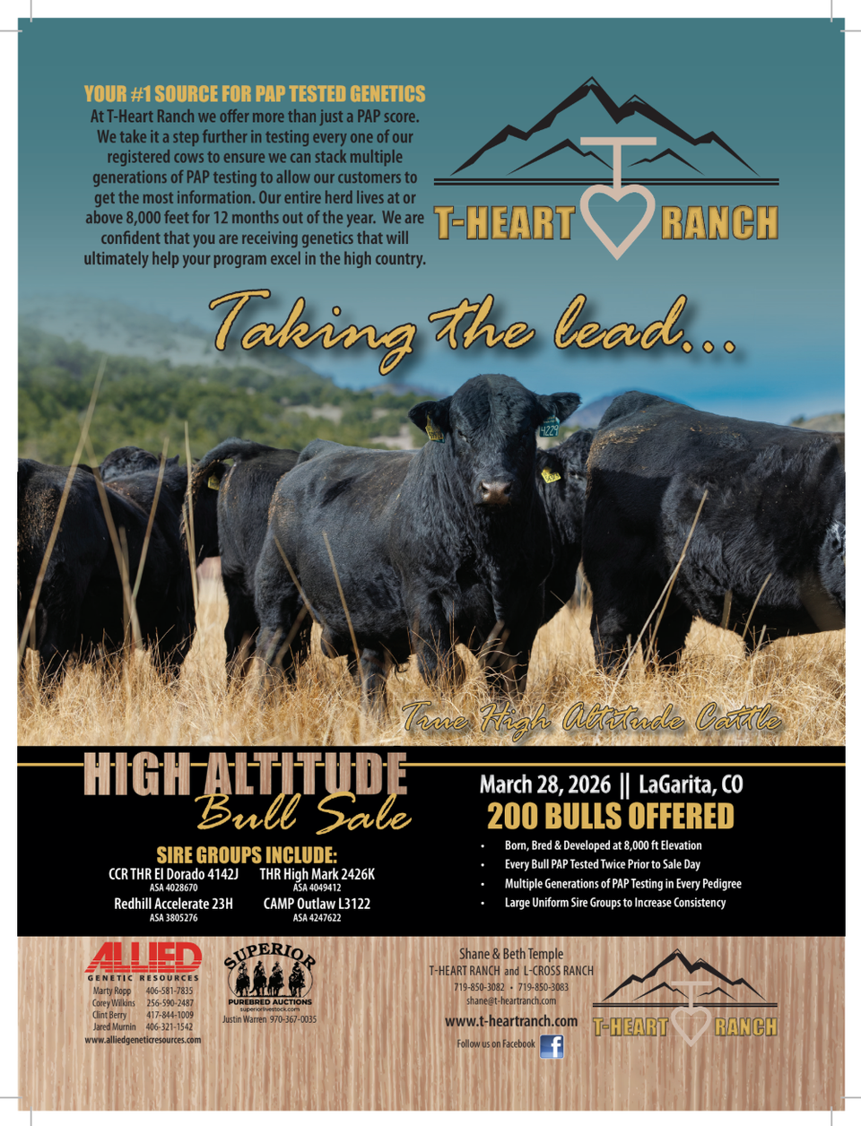Selling bulls
