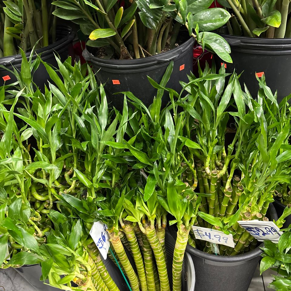 79832199658  75b894d6 8f8e 4e61 8541 aca7466a871d