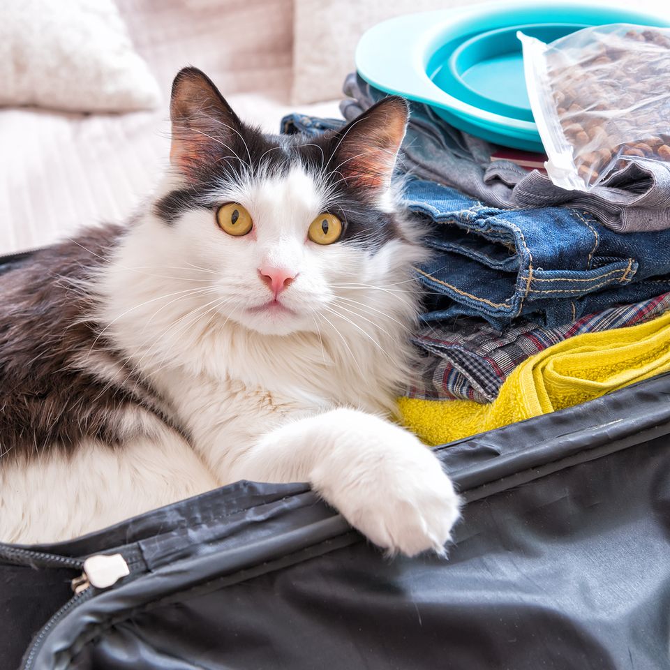 Cat travel20180208 20446 1xchtn9