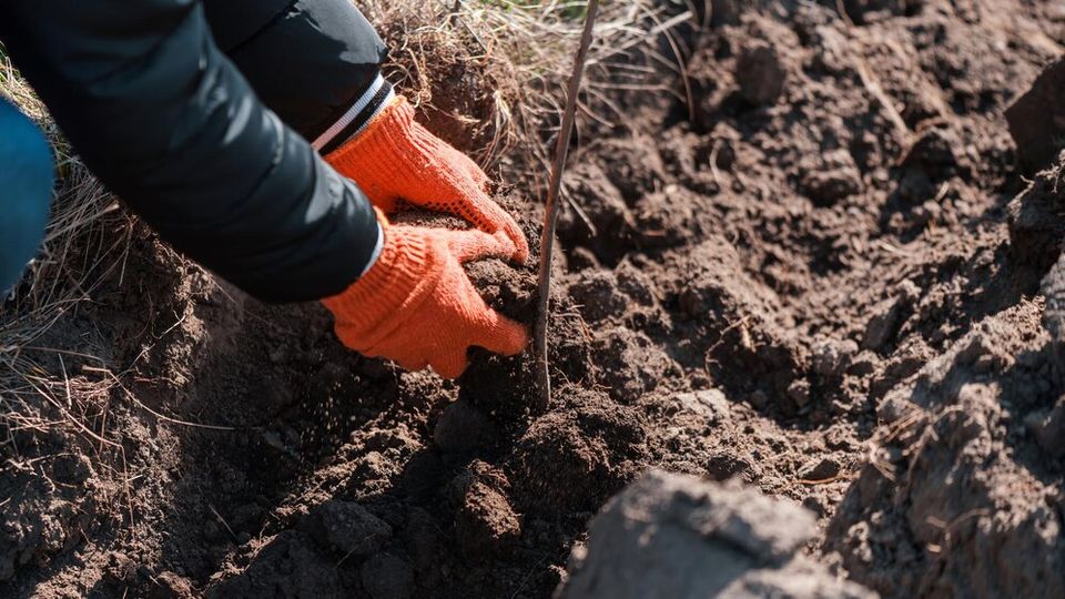 Volunteer planting trees nature 1268 21664