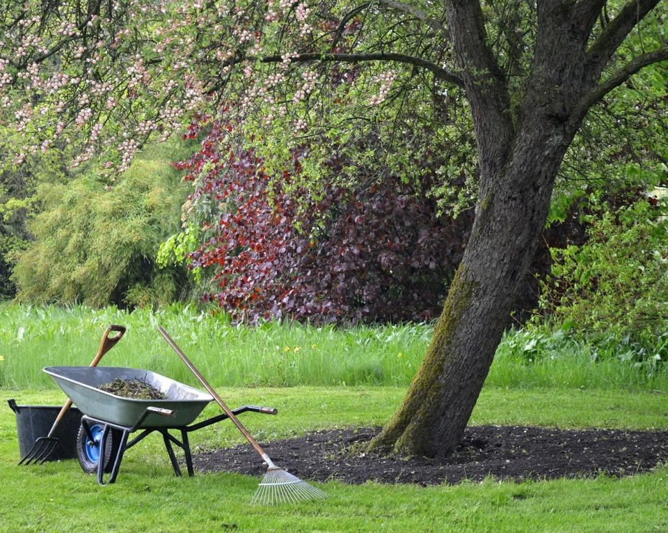 Arbor Tree Service | Eagle, ID