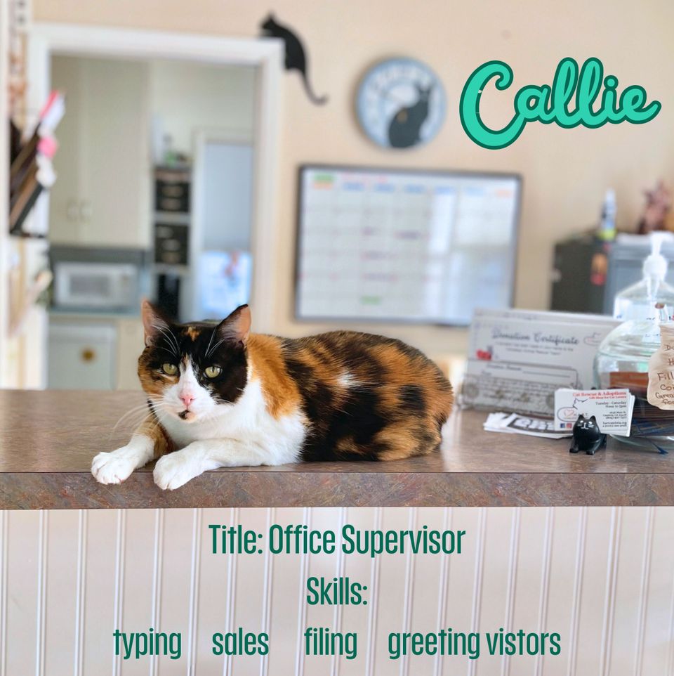 Callie (1)
