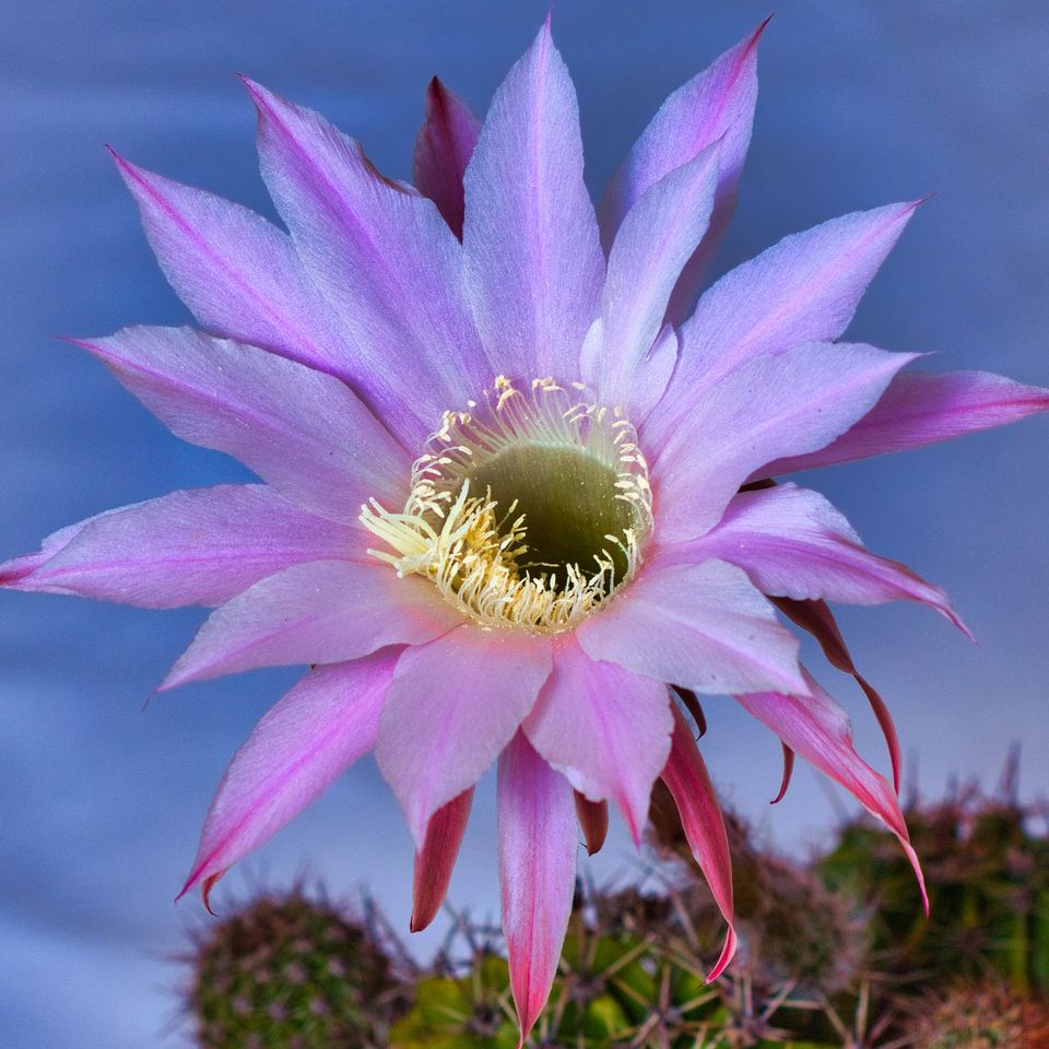 Cactus g7a56decb1 1920