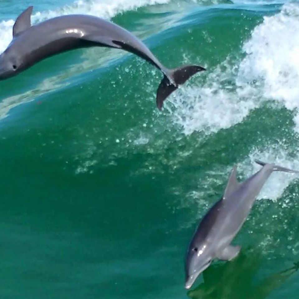 Charleston sc dolphin boat tour
