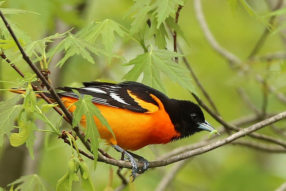 Elk State Forest wildlife. Photo by Tom Dorsey