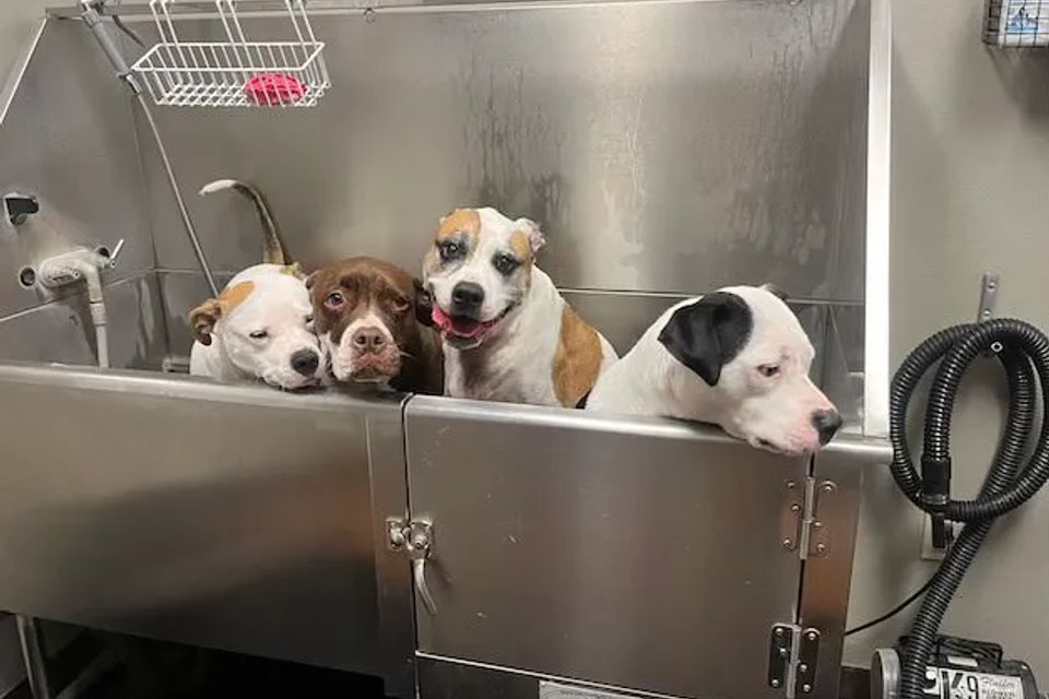 Self dog wash amarillo