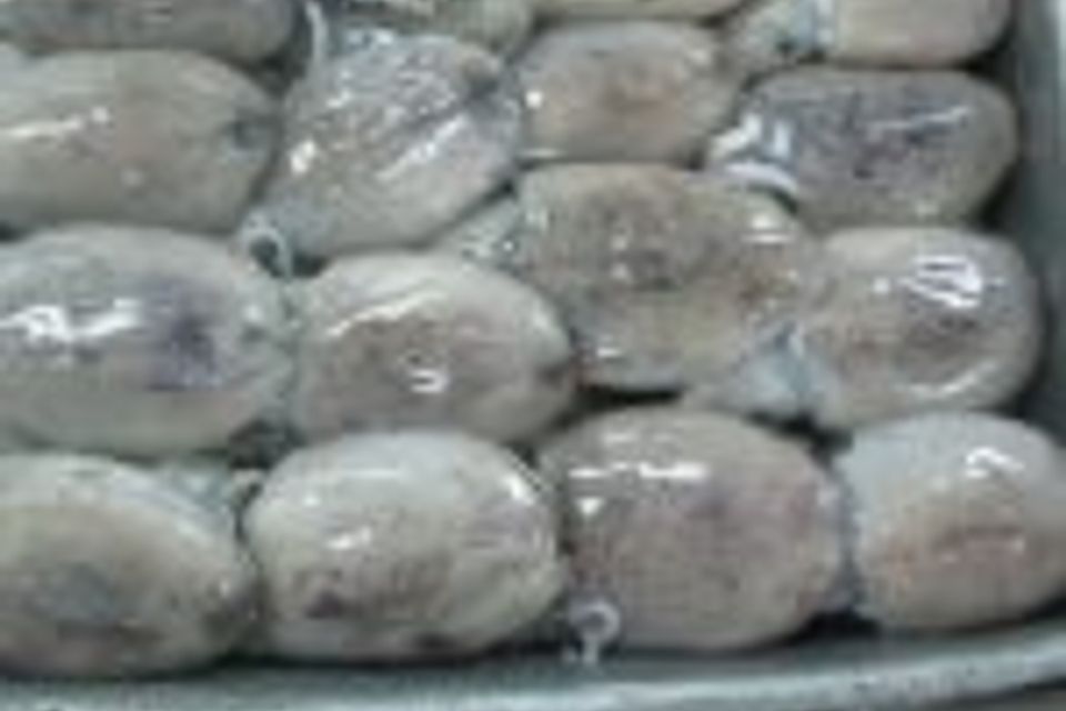 Whole round cuttlefish size 50 100 150x150