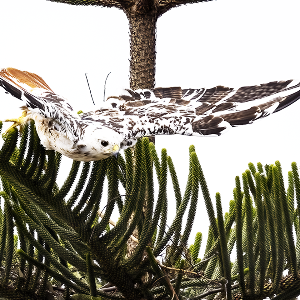 White red tailed hawk flying norfolk pine