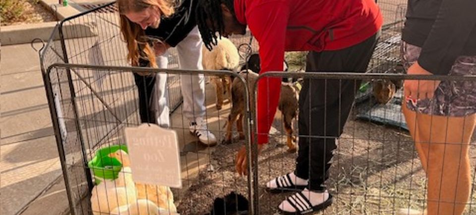Petting zoo   copy