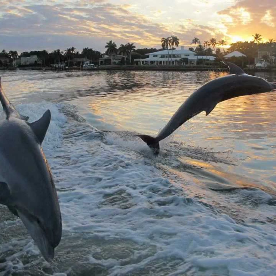 Charleston dolphin tour