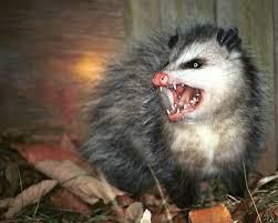 Possum20170212 24431 xk0rbf
