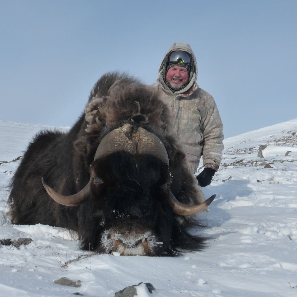 Muskox