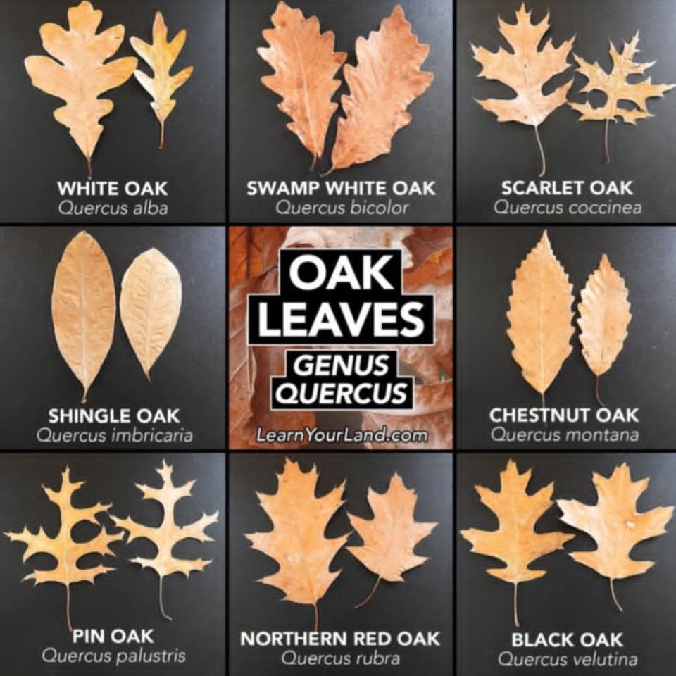 Oak leaves
