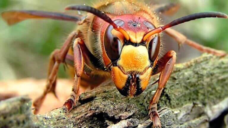 Murder hornet 768x432