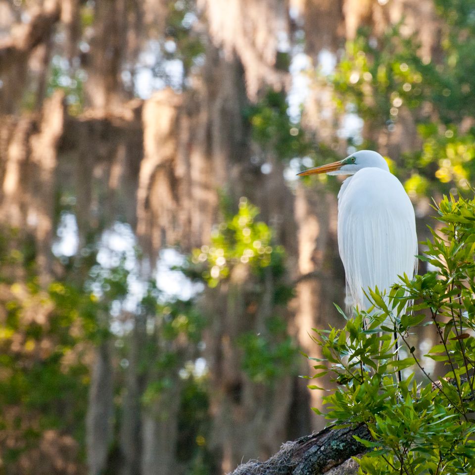 Rc great egret3 117