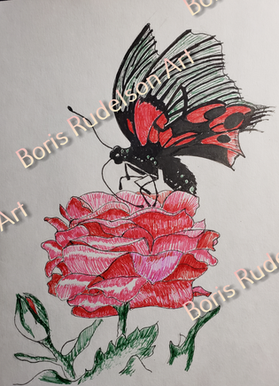 Butterfly