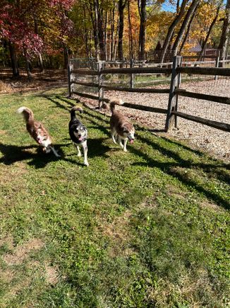 3 dogs in a row
