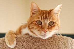 Garfield