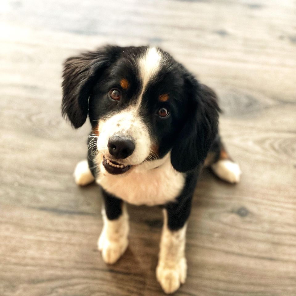 Alfie