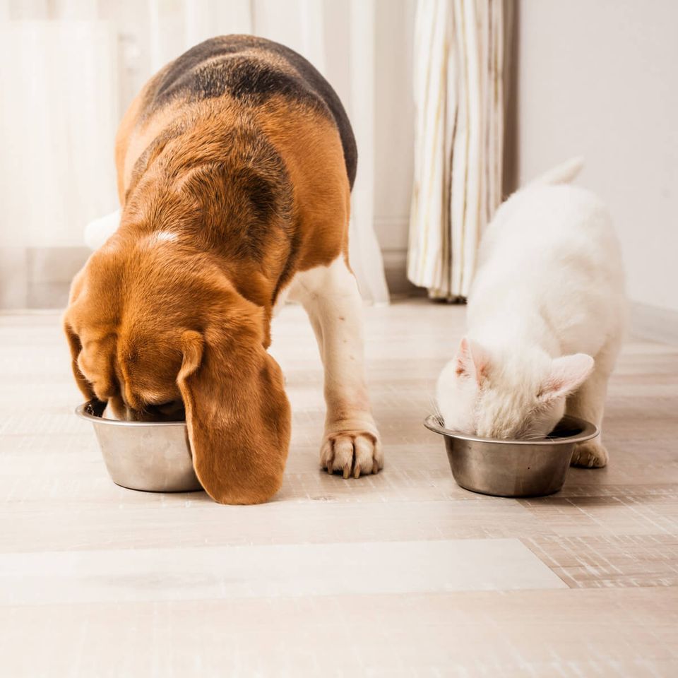 Pets