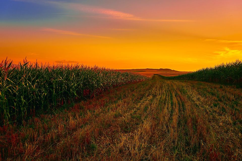 Sunset corn seed harvest