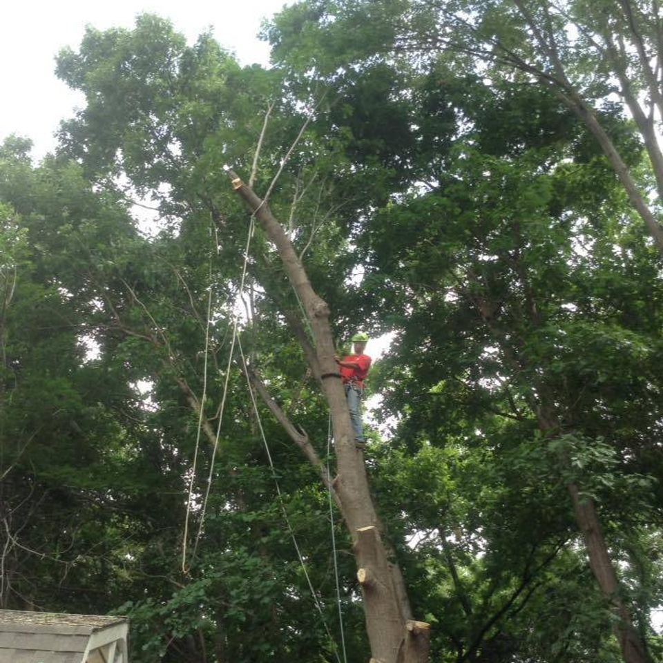 Coulter's tree service   tulsa   tree removal   shed during20170408 14587 jfcm8q