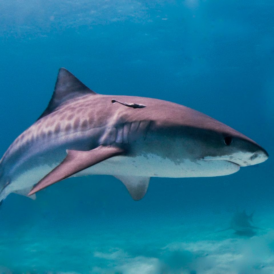 Https upload.wikimedia.orgwikipediacommons339tiger shark