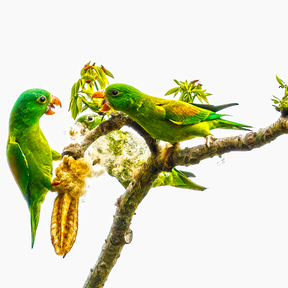 Orange chinned parakeets 2