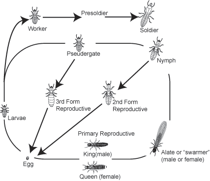 Termites3