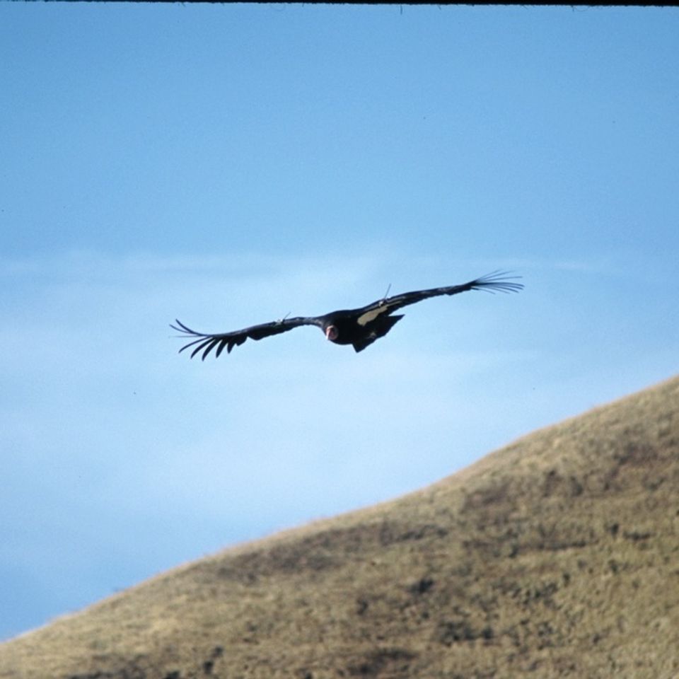 Chuckgraham californiacondor img08220121203 1865 1v54iwv 0