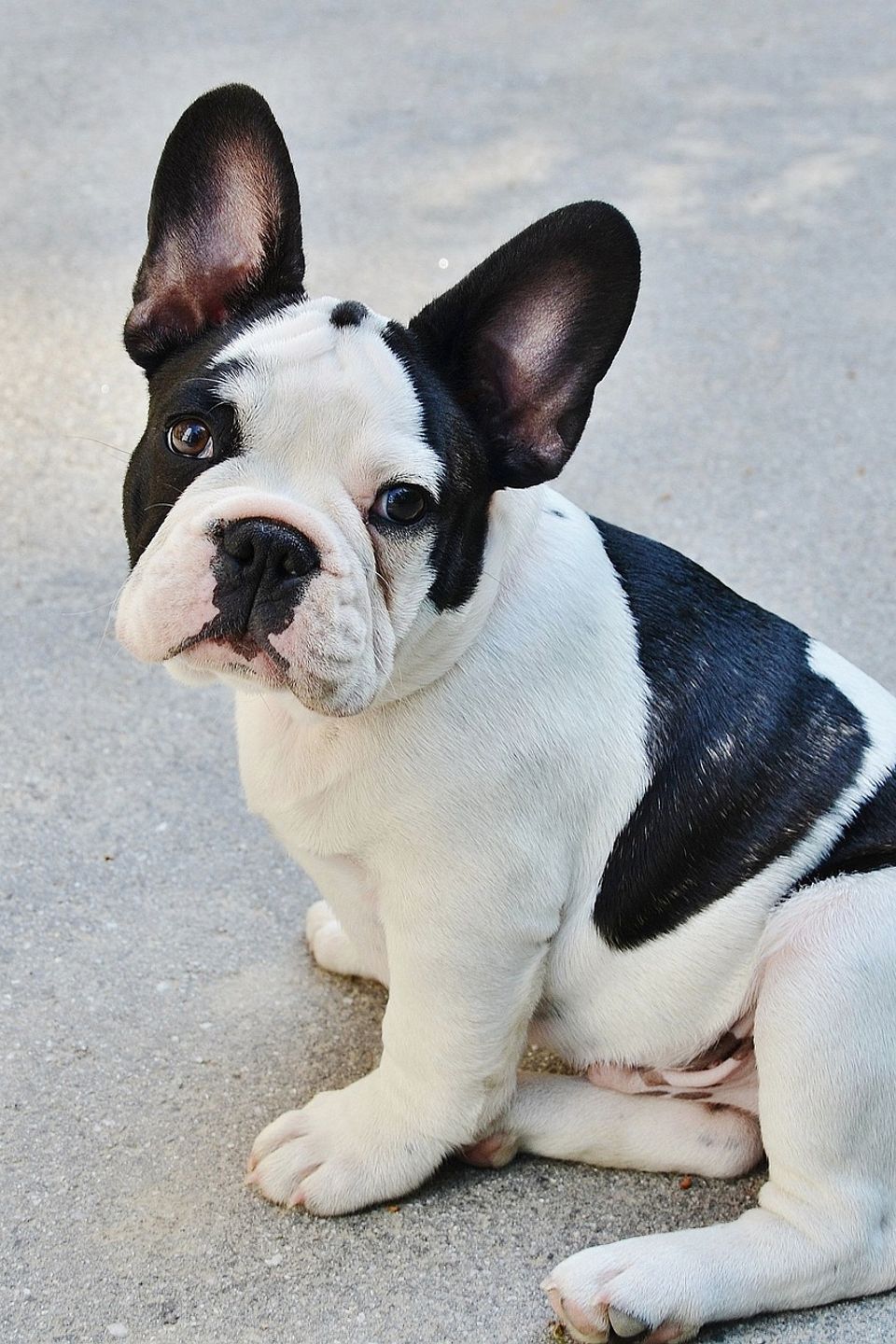 French bulldog gbe3c8e248 1920