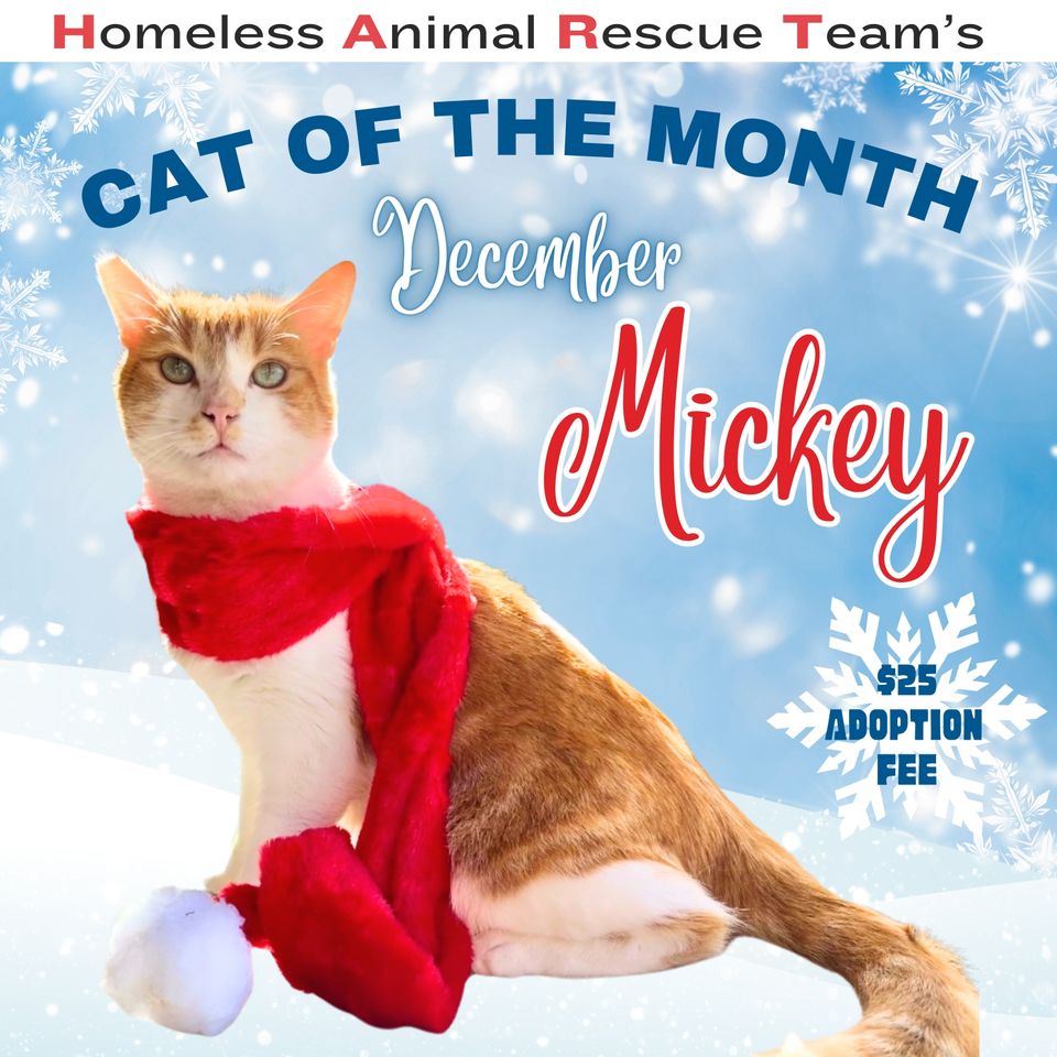 Mickey cat of the month december 2024 (1)