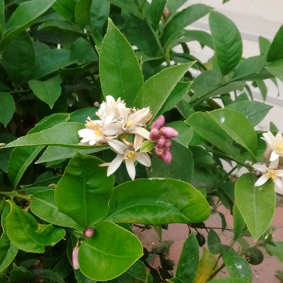 Citrus tree ventura20170625 16020 yh9msc
