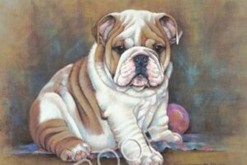 Bulldog rita 300x225