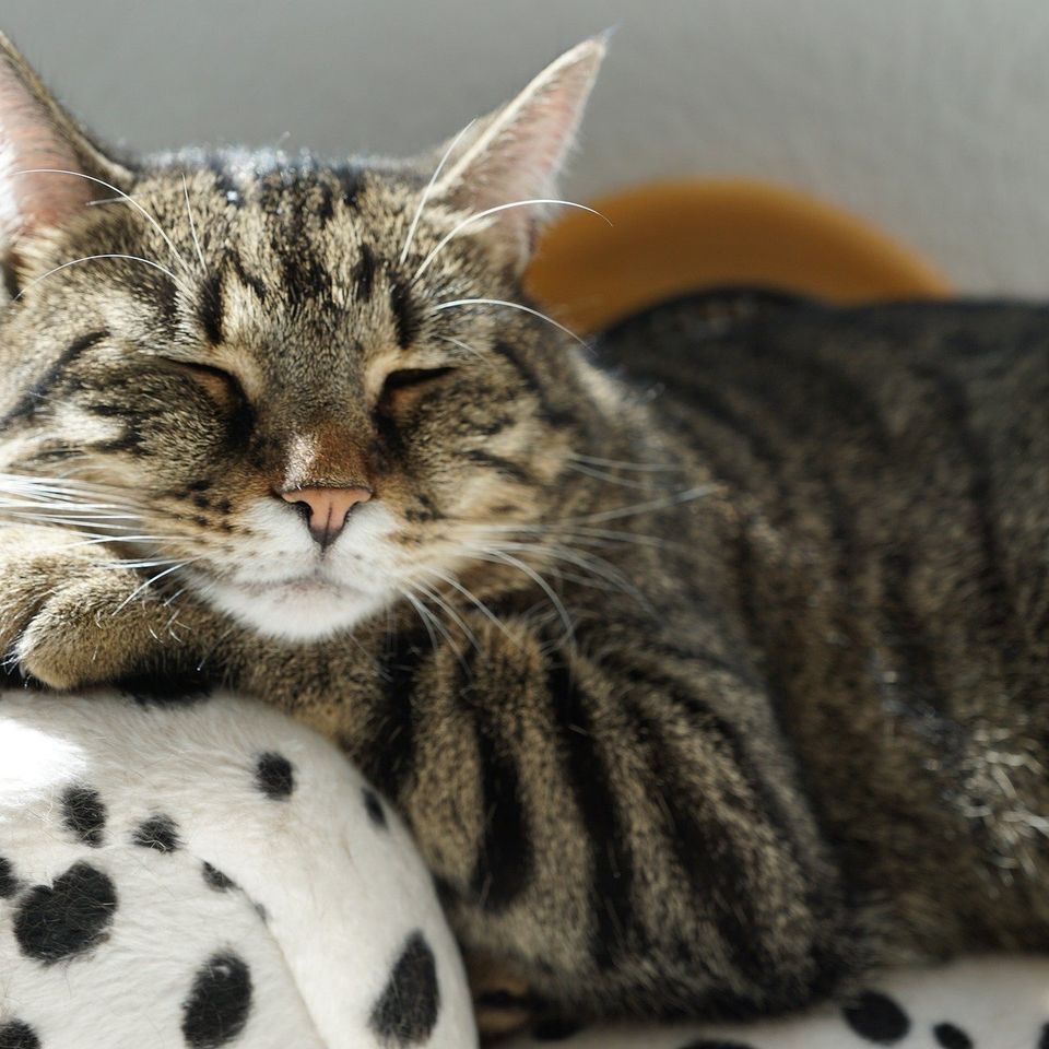Cat g4431028c2 1920