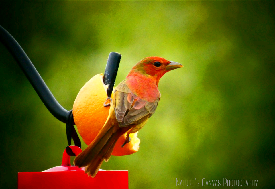 Femaleoriole