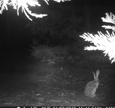 Rabbitt1