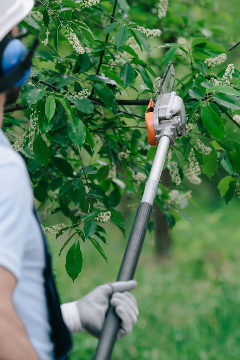 Tree trimming in Kingsland TX – certified team shaping healthy tree branches