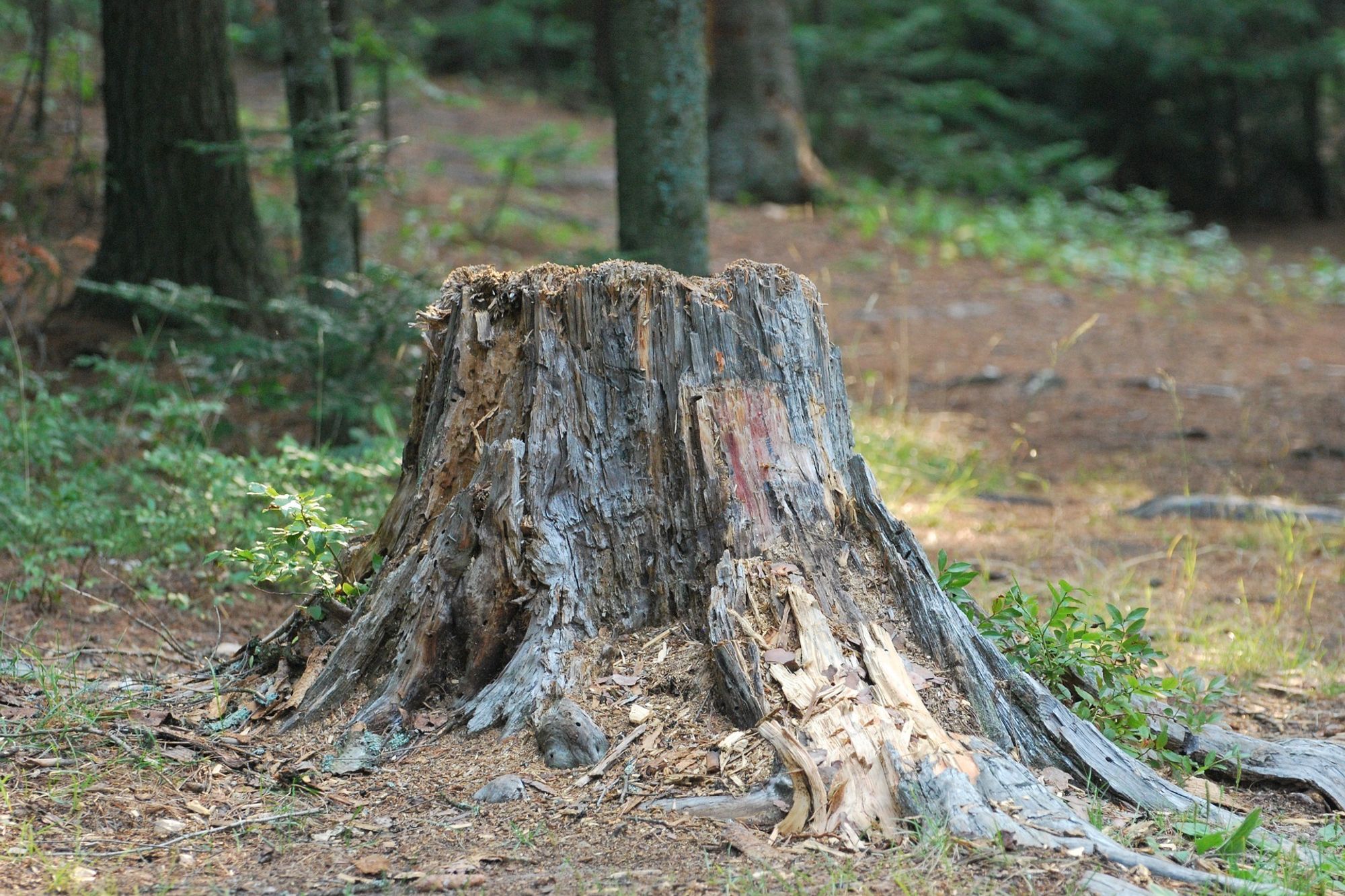 JP Tree Service gallery 8