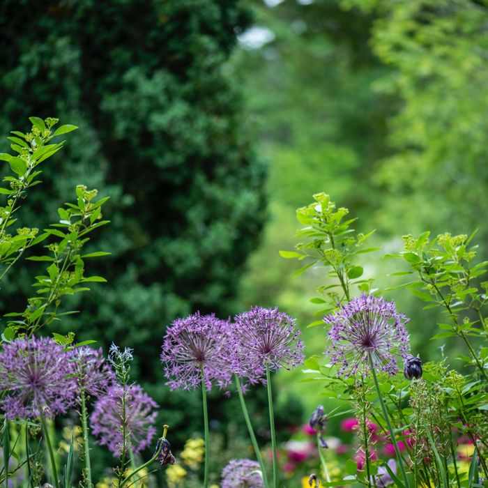 Stone walkway with greenery and seasonal flowers